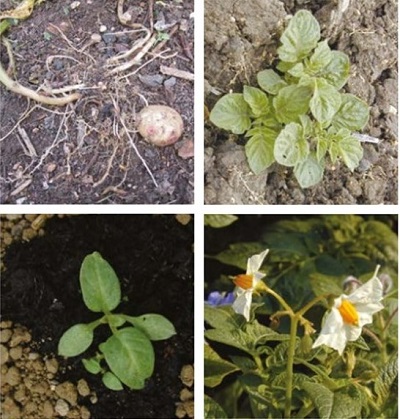 Potato at four growth stages